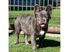 French Bulldog Puppy for sale in Weatherford, TX, USA