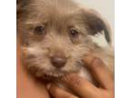 Schnauzer (Miniature) Puppy for sale in Spring Valley, MN, USA