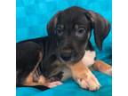 Great Dane Puppy for sale in Salida, CO, USA