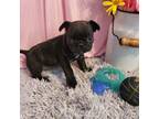 French Bulldog Puppy for sale in New Sharon, IA, USA