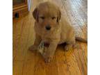 Golden Retriever Puppy for sale in Blowing Rock, NC, USA