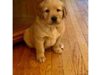 Golden Retriever Puppy for sale in Blowing Rock, NC, USA