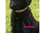 Labradoodle Puppy for sale in Sylva, NC, USA