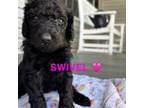 Labradoodle Puppy for sale in Sylva, NC, USA