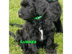 Labradoodle Puppy for sale in Sylva, NC, USA