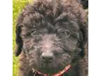 Labradoodle Puppy for sale in Sylva, NC, USA