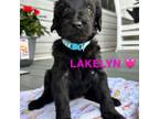 Labradoodle Puppy for sale in Sylva, NC, USA