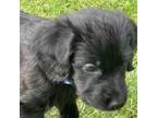 Labradoodle Puppy for sale in Sylva, NC, USA