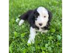 Old English Sheepdog Puppy for sale in Sugarcreek, OH, USA