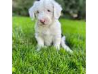 Old English Sheepdog Puppy for sale in Sugarcreek, OH, USA