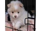 Pomeranian Puppy for sale in Fairview Heights, IL, USA