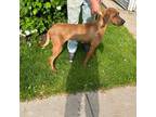 Redbone Coonhound Puppy for sale in Carson City, MI, USA