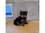 Yorkshire Terrier Puppy for sale in Smithfield, NC, USA