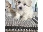 Maltipoo Puppy for sale in Laughlin, NV, USA