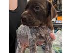 German Shorthaired Pointer Puppy for sale in Rice, MN, USA