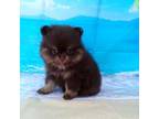 Pomeranian Puppy for sale in Middlefield, OH, USA