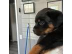 Rottweiler Puppy for sale in Highland, CA, USA