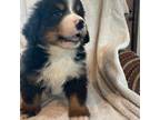 Bernese Mountain Dog Puppy for sale in Lebanon, MO, USA