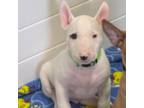 Boston Terrier Puppy for sale in Vernon, TX, USA