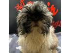 Shih Tzu Puppy for sale in Fort Worth, TX, USA