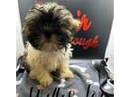 Shih Tzu Puppy for sale in Fort Worth, TX, USA