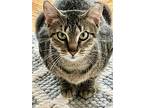 Ivy Is Lovely, Domestic Shorthair For Adoption In Brooklyn, New York