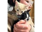 Harvey And Birdie!, Domestic Shorthair For Adoption In Brooklyn, New York