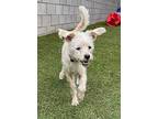Dove, Terrier (unknown Type, Small) For Adoption In Scottsdale, Arizona