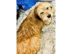 Mavis, Terrier (unknown Type, Small) For Adoption In Scottsdale, Arizona