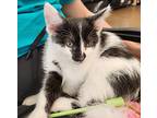 Ohio Boogie, Domestic Shorthair For Adoption In Fairborn, Ohio