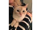 Peaches, Siamese For Adoption In Fairborn, Ohio