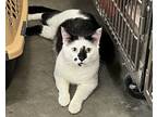 Francois, Domestic Shorthair For Adoption In Manahawkin, New Jersey