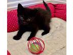 Neville, Domestic Shorthair For Adoption In San Diego, California