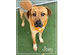 Joey (also See Josh), Labrador Retriever For Adoption In Holly Springs, Georgia