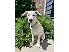 Casper, Labrador Retriever For Adoption In Bothell, Washington