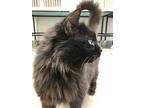 Sweets, Domestic Mediumhair For Adoption In Sechelt, British Columbia