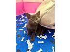 Rocky - Grey Litter, Russian Blue For Adoption In Phoenix, Arizona