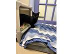 Millie, Domestic Shorthair For Adoption In Shorewood, Illinois