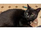 Tia, Domestic Shorthair For Adoption In Rockaway, New Jersey