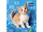 Luca -, Domestic Shorthair For Adoption In Georgetown, Ohio