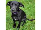 Jackie, Labrador Retriever For Adoption In Hammonton, New Jersey