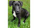 Sammi, Labrador Retriever For Adoption In Hammonton, New Jersey