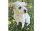 Mirta, Norfolk Terrier For Adoption In Bell Gardens, California