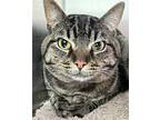 Heron, Domestic Shorthair For Adoption In Oakland, California