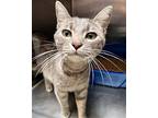 Sally, Domestic Shorthair For Adoption In Oakland, California