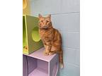 Kerminflammel, Domestic Shorthair For Adoption In Abbotsford, British Columbia