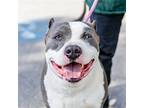 Cabbage, American Pit Bull Terrier For Adoption In Oakland, California