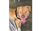 Brock, American Pit Bull Terrier For Adoption In Berkeley, California