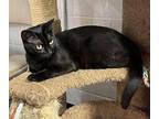 Jet, Domestic Shorthair For Adoption In Manchester, Connecticut