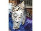 Romeo, Domestic Longhair For Adoption In Albemarle, North Carolina